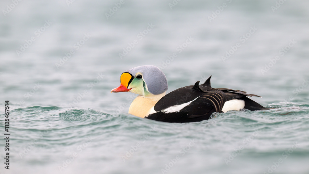 Fototapeta premium Male king eider (Somateria spectabilis) in water