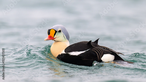 Obraz na płótnie Male king eider (Somateria spectabilis) in water w salonie
