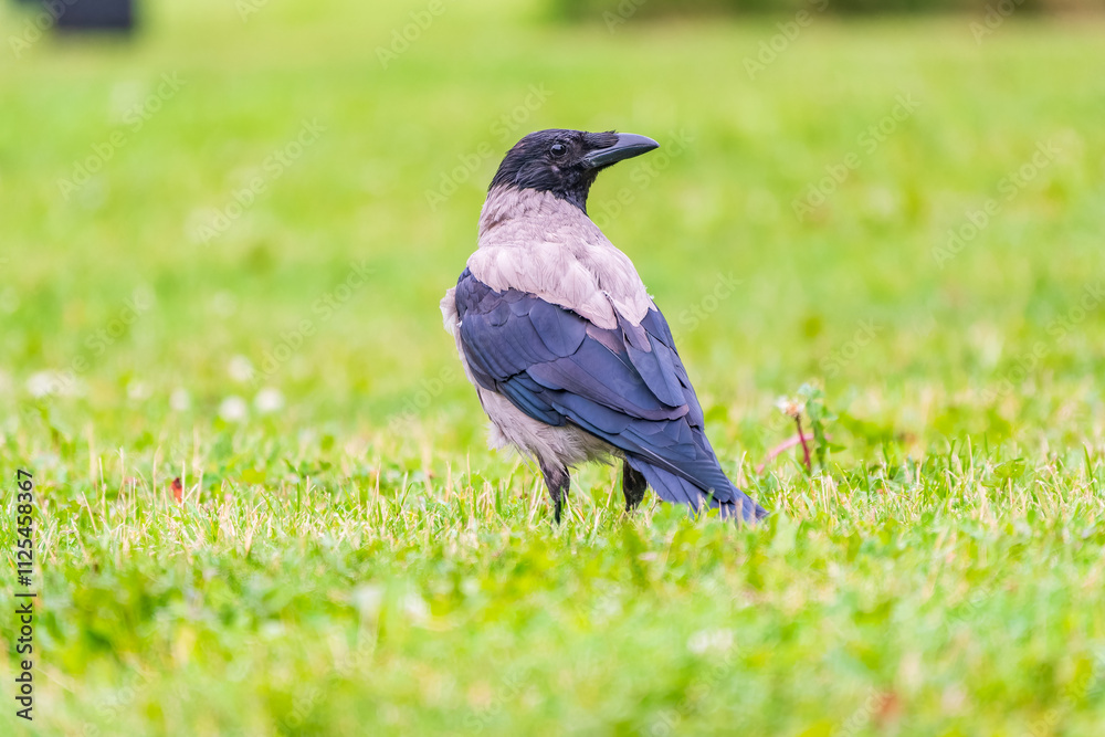 Hooded crow, corvus cornix, standing on the lawn in the spring or summer Hooded crow, corvus cornix, standing on the lawn in the spring or summer