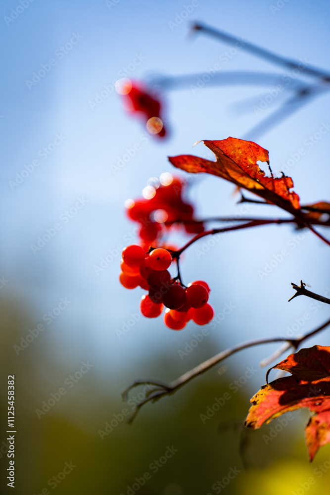 Coralberry (Ardisia crenata) on the branch. Coralberry (Ardisia crenata) on the branch.