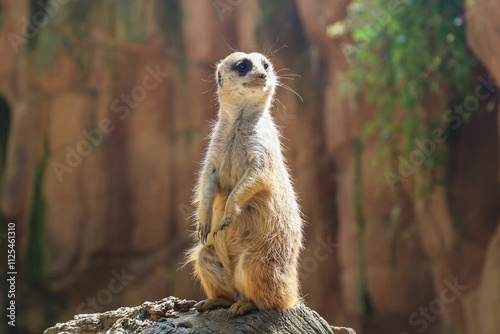 Curious Meerkat Standing Tall photo