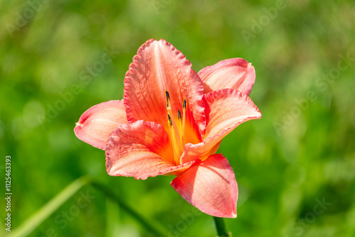 Close up of a single orange day lily, Hemerocallis fulva, in full bloom. photo