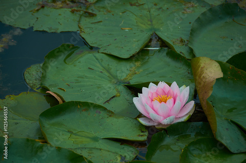 water lilies in the pond