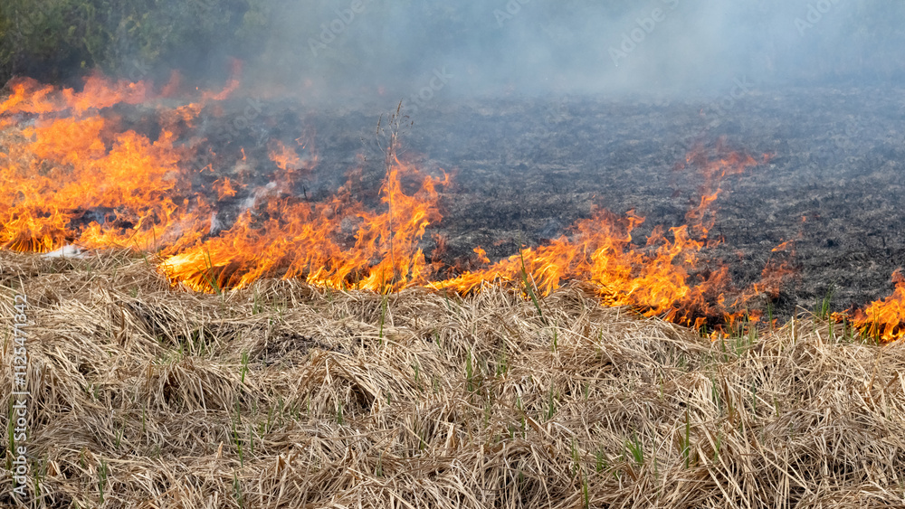 fire in the steppe, dry grass is burning fire in the steppe, dry grass is burning