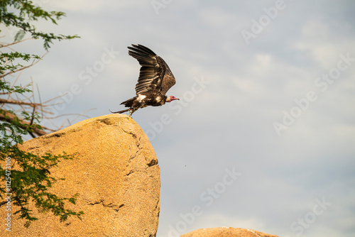 photographs of African vultures in their natural habitat in the middle of nature