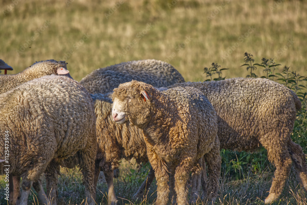 Sheep and lamb in the green grass field Sheep and lamb in the green grass field