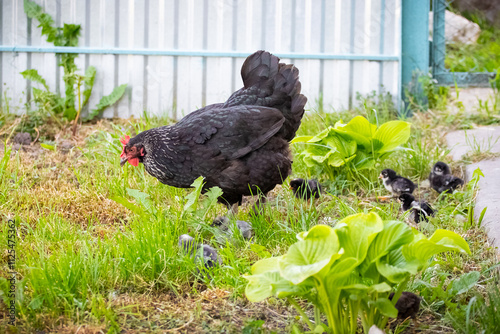 Black variegated hen with chicks in the garden in spring photo