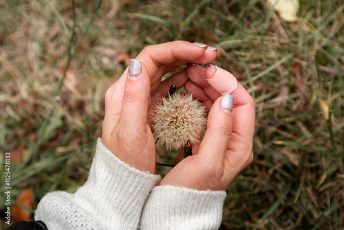 Hands  with autumn dandelion. Top view. Seasonal flowers. Late summer Gardening. 