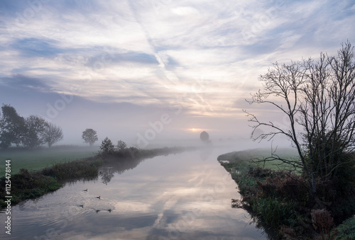 young geese in water of kromme rijn in dutch province of utrecht photo