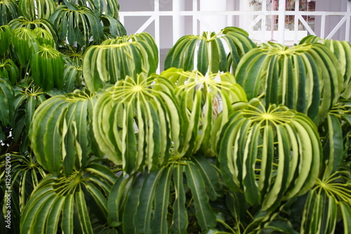 Foto Schefflera actinophylla, also called large-leaved Schefflera, umbrella tree or Queensland aralia, is a plant species in the genus Schefflera within the family Araliaceae