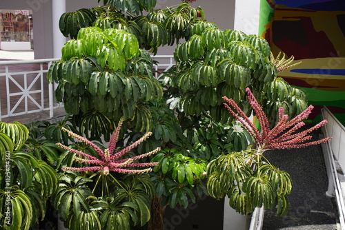 Bild auf Leinwand Schefflera actinophylla, also called large-leaved Schefflera, umbrella tree or Queensland aralia, is a plant species in the genus Schefflera within the family Araliaceae