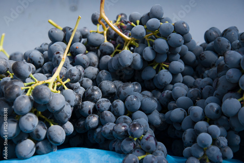 Harvesting. Ripe bunches of dark grapes.
