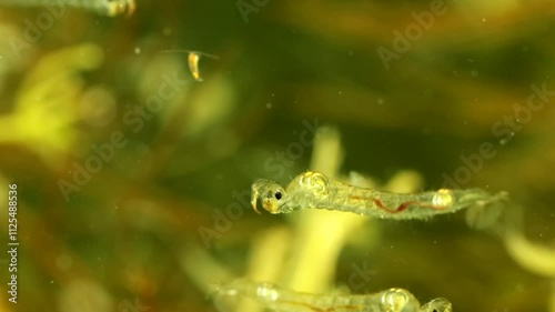 Phantom Midge larva (Chaoborus sp.) underwater in a pond, drifting and rotating slowly, moderate macro with other subjects and copepods visible in the background. photo