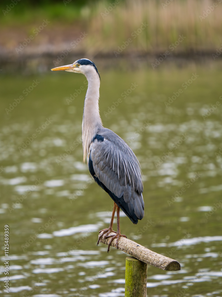 Naklejka premium Grey Heron Fishing on a Lake