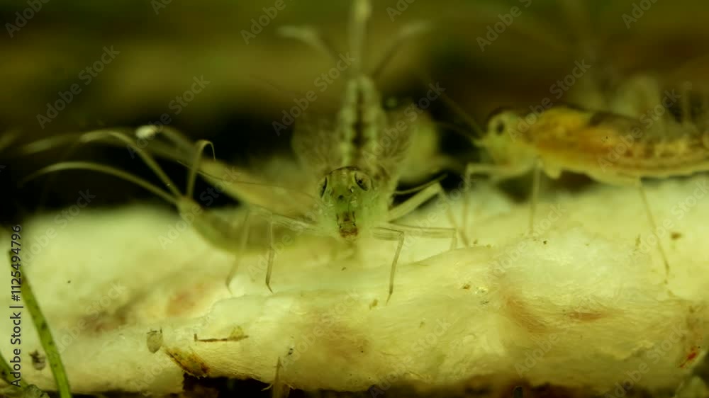 Mayfly nymphs (Callibaetis sp.) underwater in a pond, feeding on and skeletonizing a dead leaf, macro close-up, face-on view. Mayfly nymphs (Callibaetis sp.) underwater in a pond, feeding on and skeletonizing a dead leaf, macro close-up, face-on view.