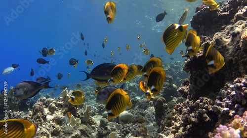 Diagonal butterflyfish school on coral reef, Red sea