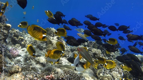 Wallpaper Mural Diagonal butterflyfish school on coral reef, Red sea Torontodigital.ca