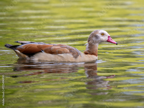 An Egyptian Goose Swimming on a Lake photo