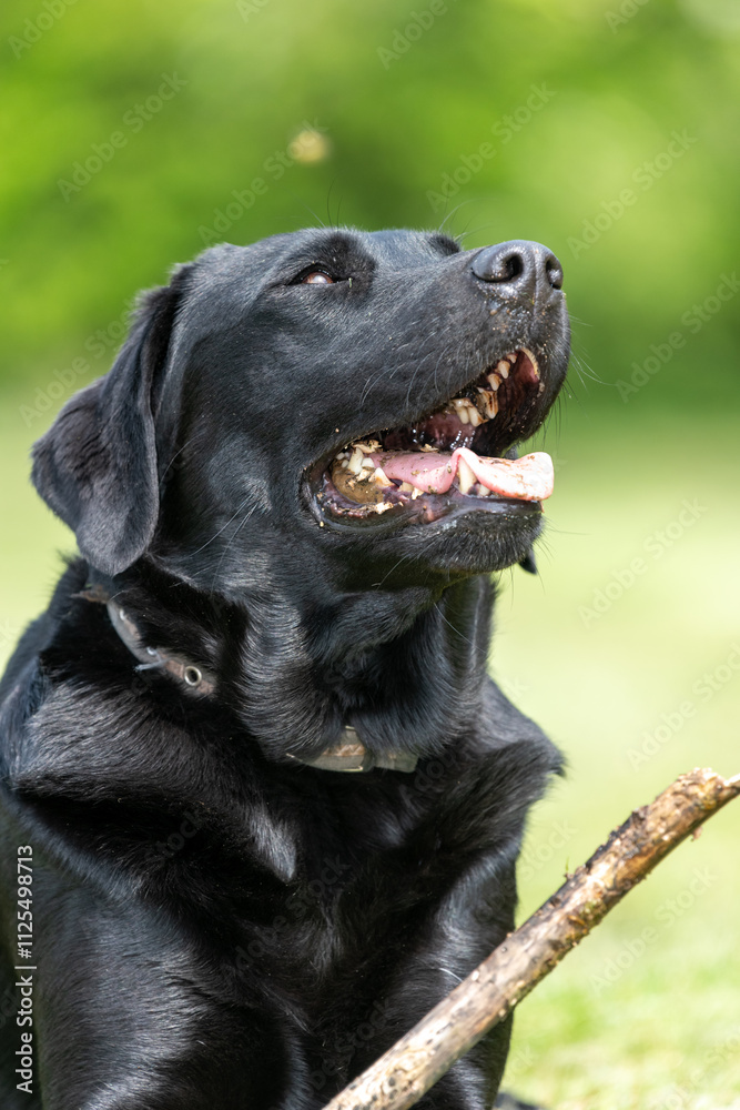 Portrait of a cute black Labrador chewing a stick Portrait of a cute black Labrador chewing a stick