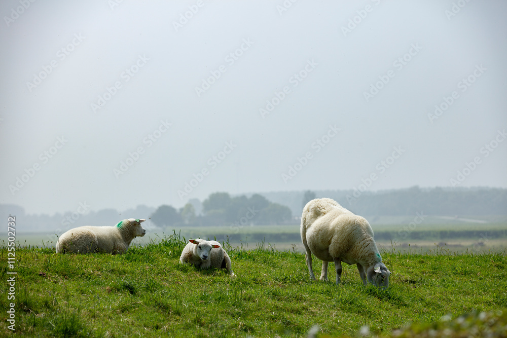 Three sheep graze on a grassy hilltop, a hazy background. Rural scene. Three sheep graze on a grassy hilltop, a hazy background. Rural scene.