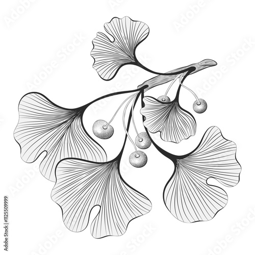 Hand-drawn ginkgo biloba outline vector illustration, botanical sketch on white background