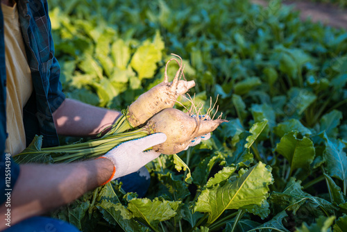 Close-up male farmer in field holds ripe sugar beetroot. Cultivation of sugar beet. Agronomist inspects the sugar beet