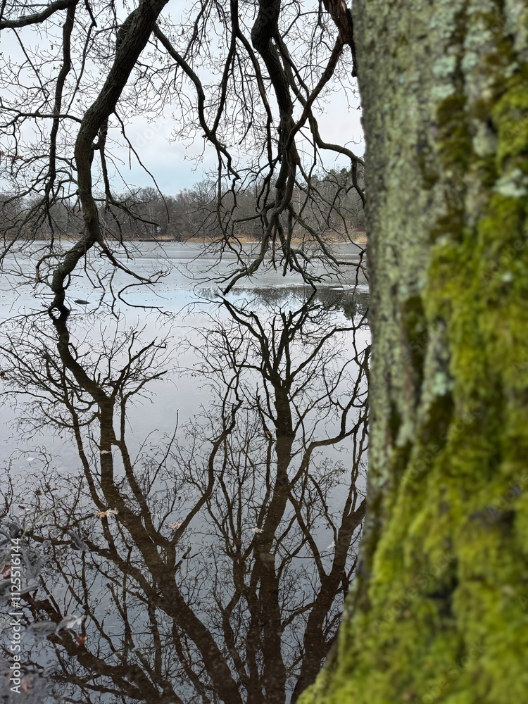 Tree with its branches reflected in the water on a December Day in the park Tree with its branches reflected in the water on a December Day in the park