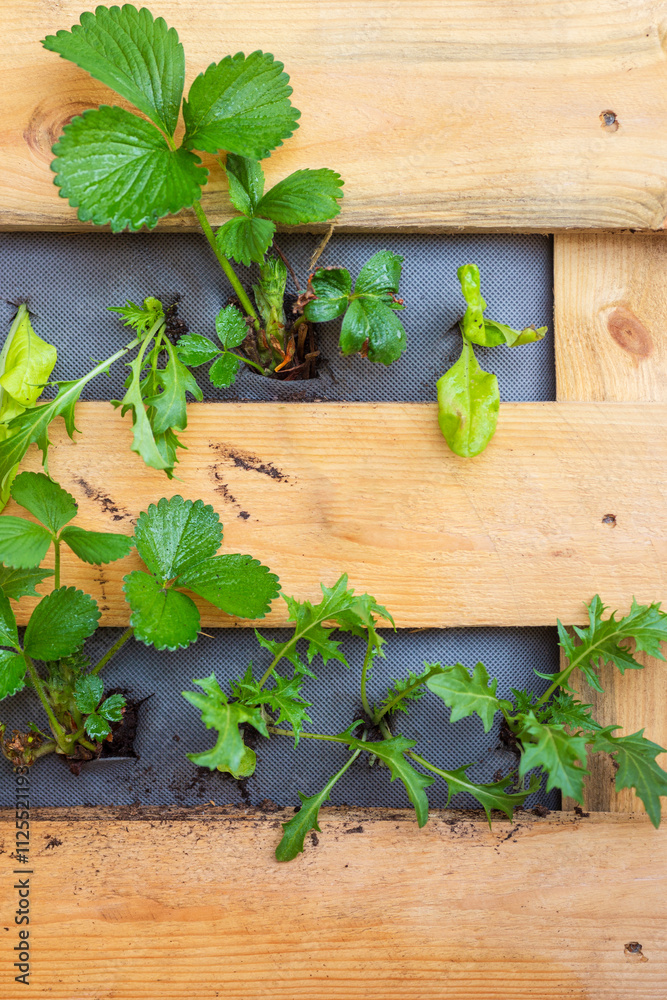 Strawberry and lettuce growing in DIY wooden vertical planter. Companion planting Strawberry and lettuce growing in DIY wooden vertical planter. Companion planting