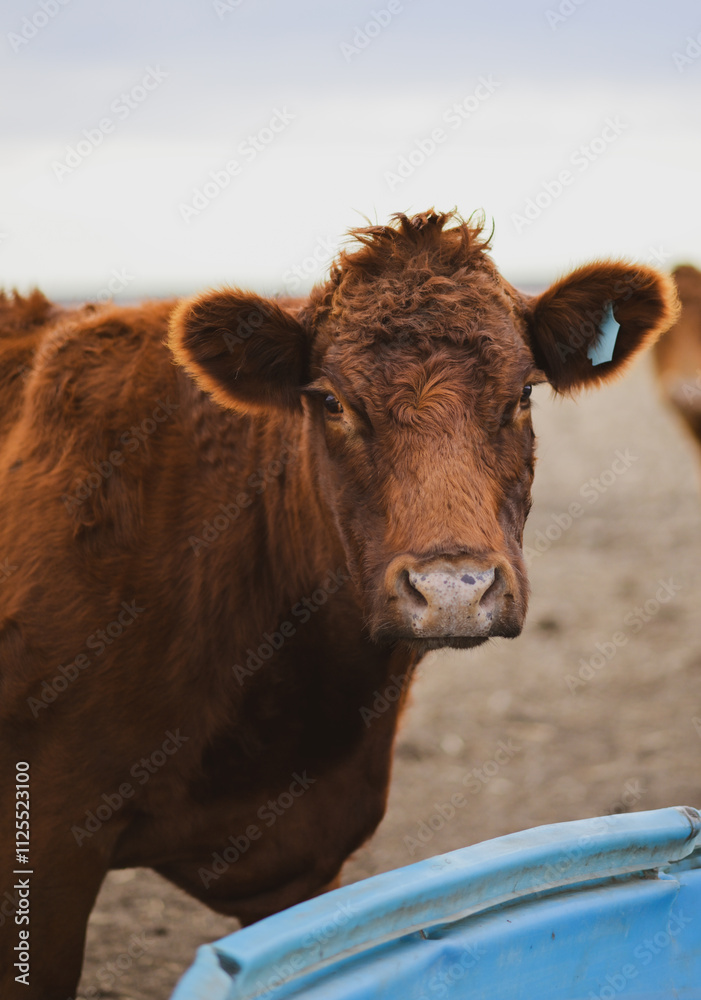 Red angus cow in pasture in rural Kansas Red angus cow in pasture in rural Kansas