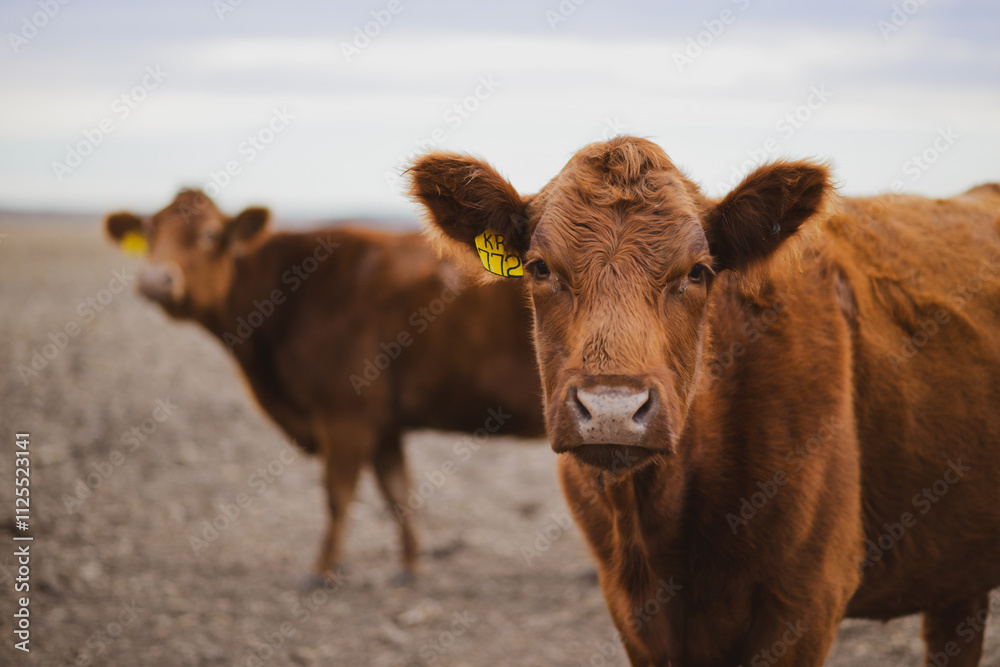 Red angus cow in pasture in rural Kansas Red angus cow in pasture in rural Kansas