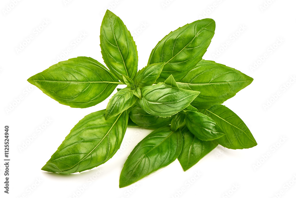 Fresh green Basil leaves, isolated on white background. Fresh green Basil leaves, isolated on white background.