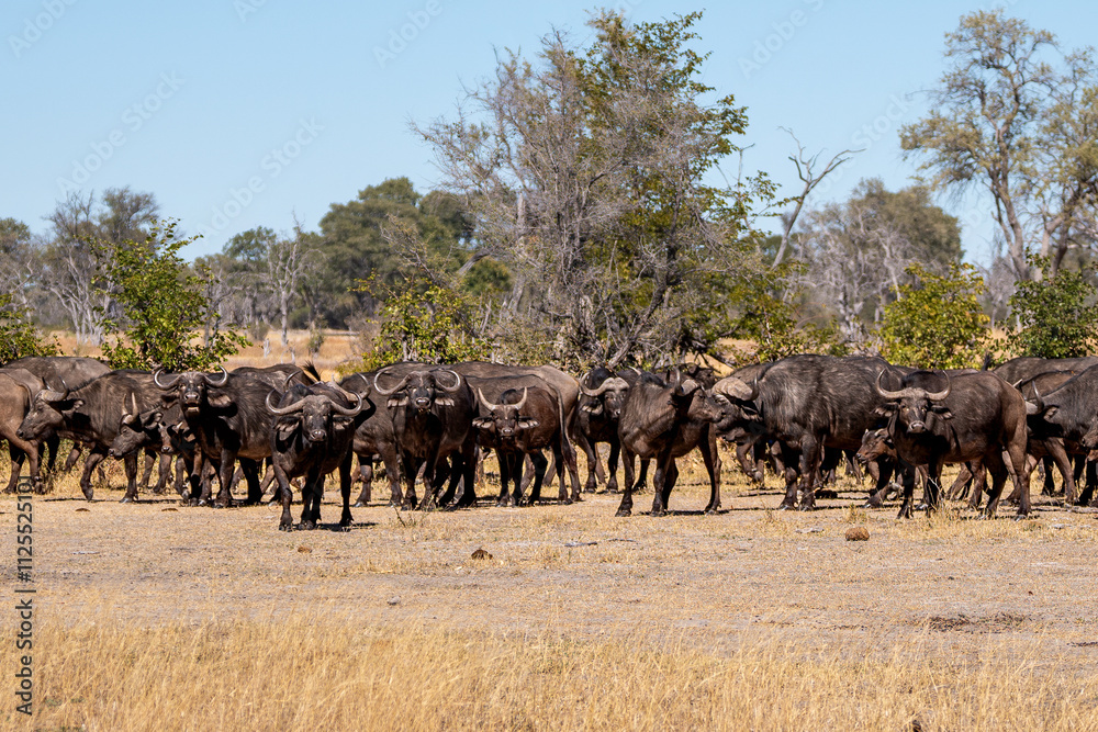 Herd of African Buffalo, Cyncerus cafer, Khwai concession, Moremi, Okavango delta, Botswana, Africa Herd of African Buffalo, Cyncerus cafer, Khwai concession, Moremi, Okavango delta, Botswana, Africa