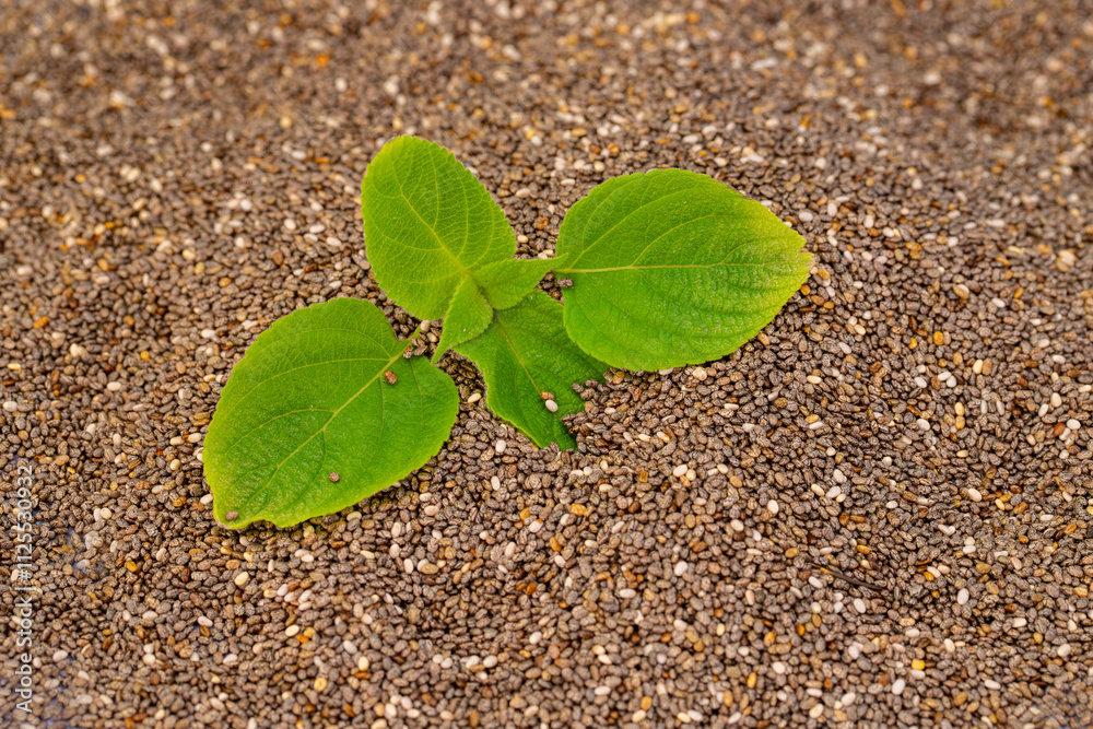 Chia plant and chia seeds are a flowering plant from the mint family, native to central and southern Mexico.