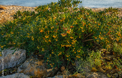 The red seeds and bright yellow berries of the Japanese Cheesewood plant on the sea shore photo