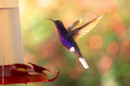 close-up of a flying violet sabrewing hummingbird photo