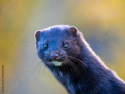 Obraz na płótnie Headshot of an American Mink w salonie