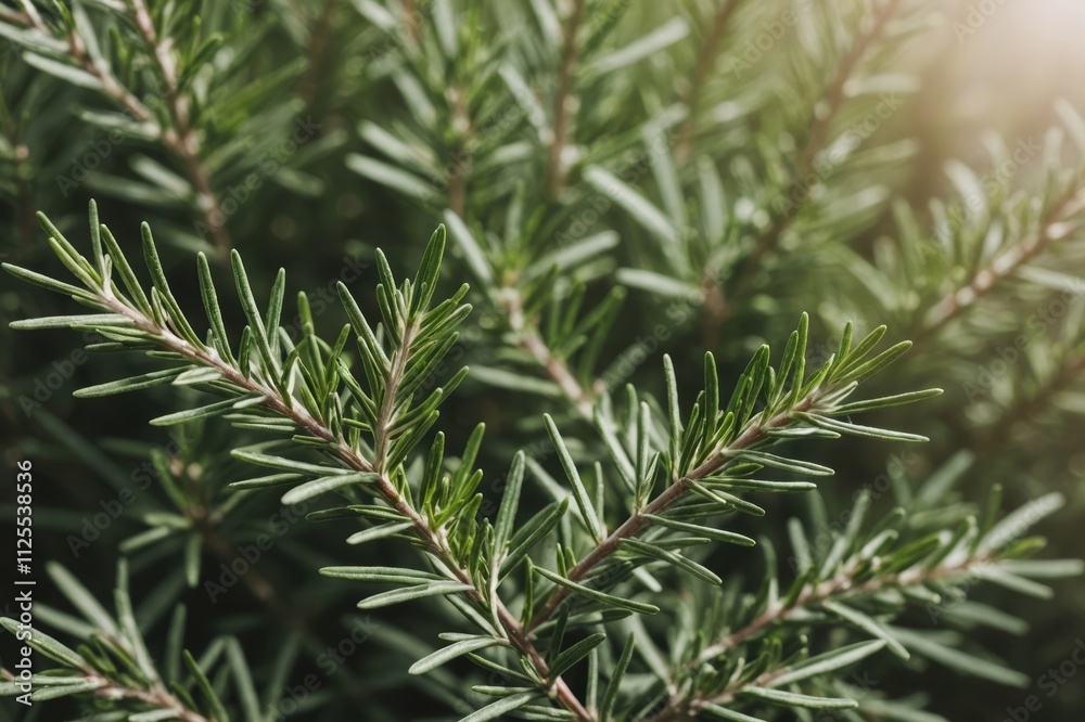Fresh Rosemary Herb grow outdoor. Rosemary leaves Close-up. Fresh Rosemary Herb grow outdoor. Rosemary leaves Close-up.