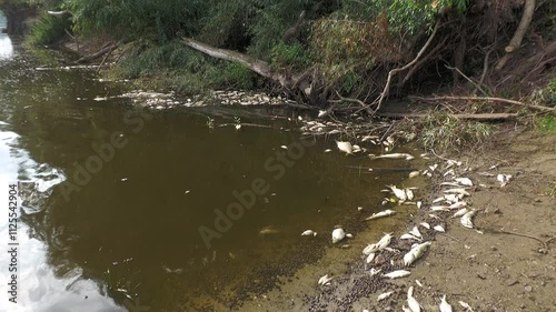 ecological disaster. river pollution, mass death of fish