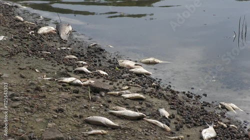 ecological disaster. river pollution, mass death of fish