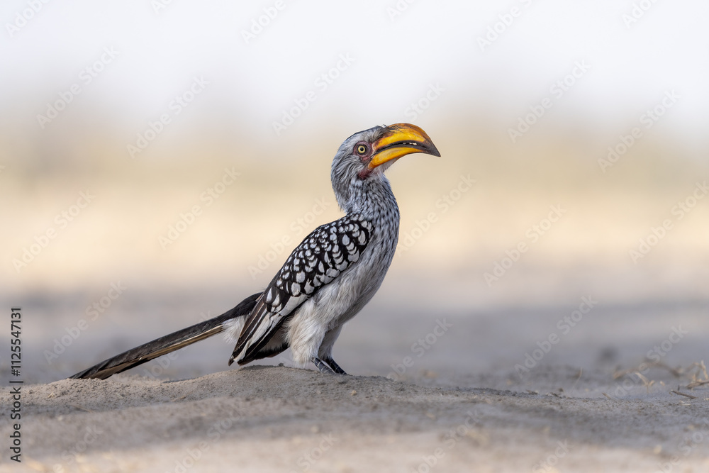 Southern Yellow-billed Hornbill, Tockus leucomelas, bird with big bill perched on a white sand, Chobe national park, Okavango delta, Botswana, Africa Southern Yellow-billed Hornbill, Tockus leucomelas, bird with big bill perched on a white sand, Chobe national park, Okavango delta, Botswana, Africa