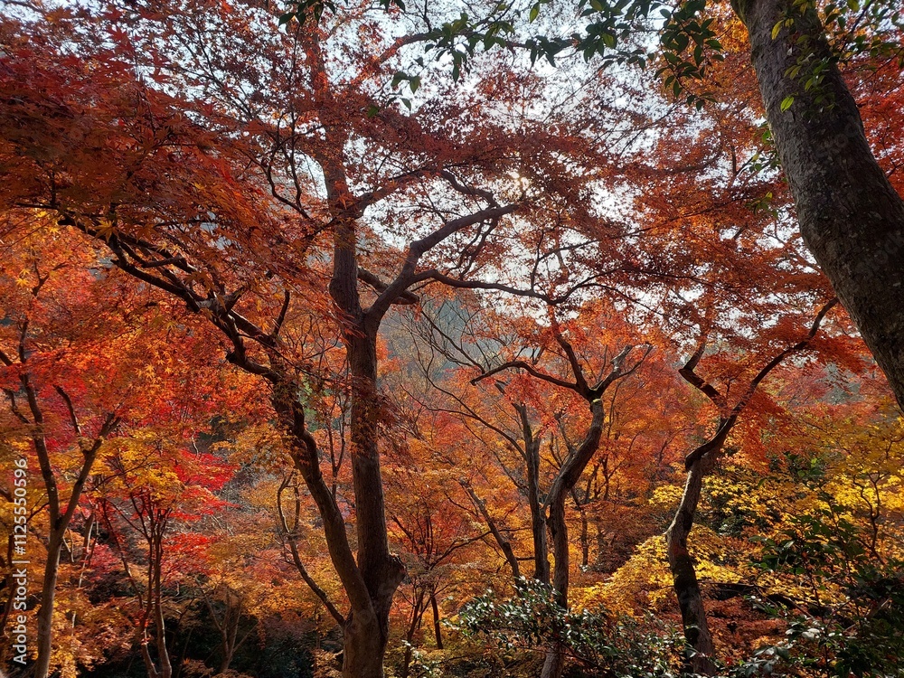 A serene forest scene with tall trees displaying vibrant autumn foliage in fiery shades of red, orange, and yellow, with sunlight filtering softly through the branches. A serene forest scene with tall trees displaying vibrant autumn foliage in fiery shades of red, orange, and yellow, with sunlight filtering softly through the branches.