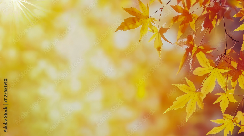 Autumn maple leaves with golden sunlight and soft background Autumn maple leaves with golden sunlight and soft background