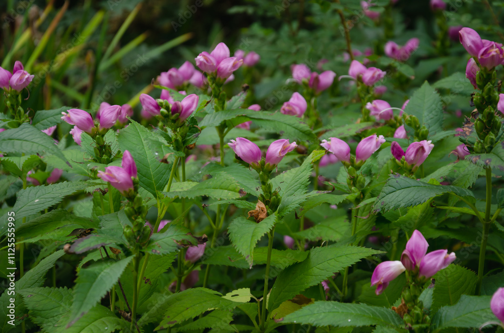Chelone Lipstick, Chelone Lipstick grows in the garden and pink flowers have bloomed Chelone Lipstick, Chelone Lipstick grows in the garden and pink flowers have bloomed