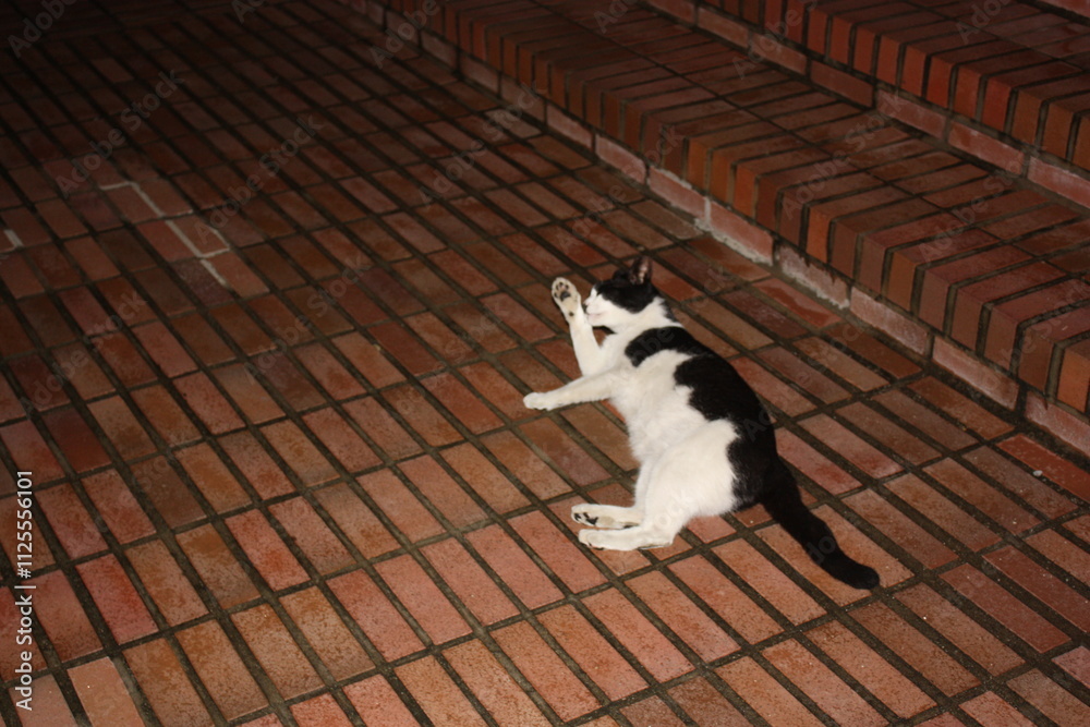 white cat on the roof