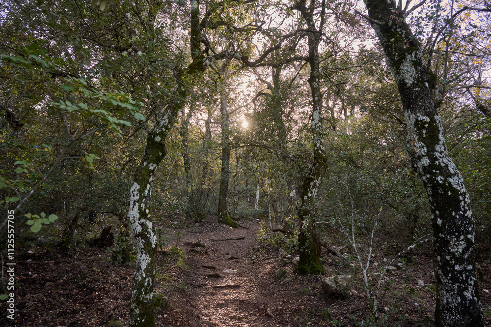 Sunlight Streaming Through Trees in a Serene Autumn Forest Sunlight Streaming Through Trees in a Serene Autumn Forest