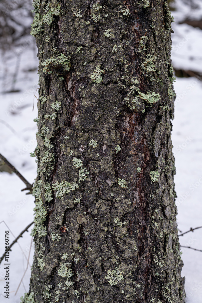 Fototapeta premium Green light moss growing on a trunk. 