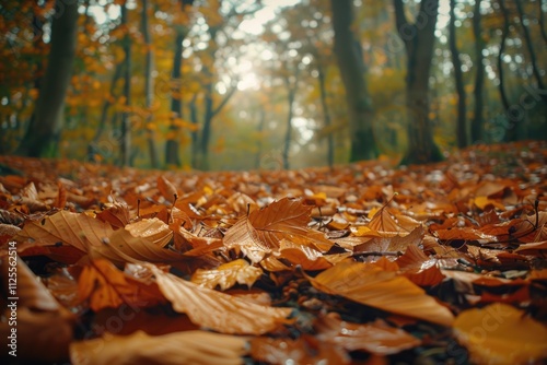 A forest filled with brown leaves photo