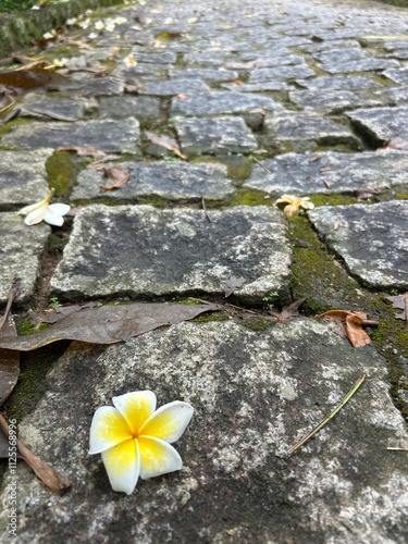 Rua de Paralelepipedo molhada e úmida com uma flor branca e amarela  photo