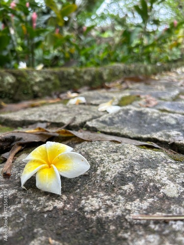 Flor branca e amarela caida na rua de paralelepipedos de pedra