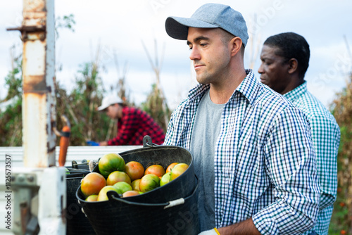 Focused seasonal agricultural worker, engaged in organic vegetables harvesting in summer, loading buckets of picked tomatoes into truck photo